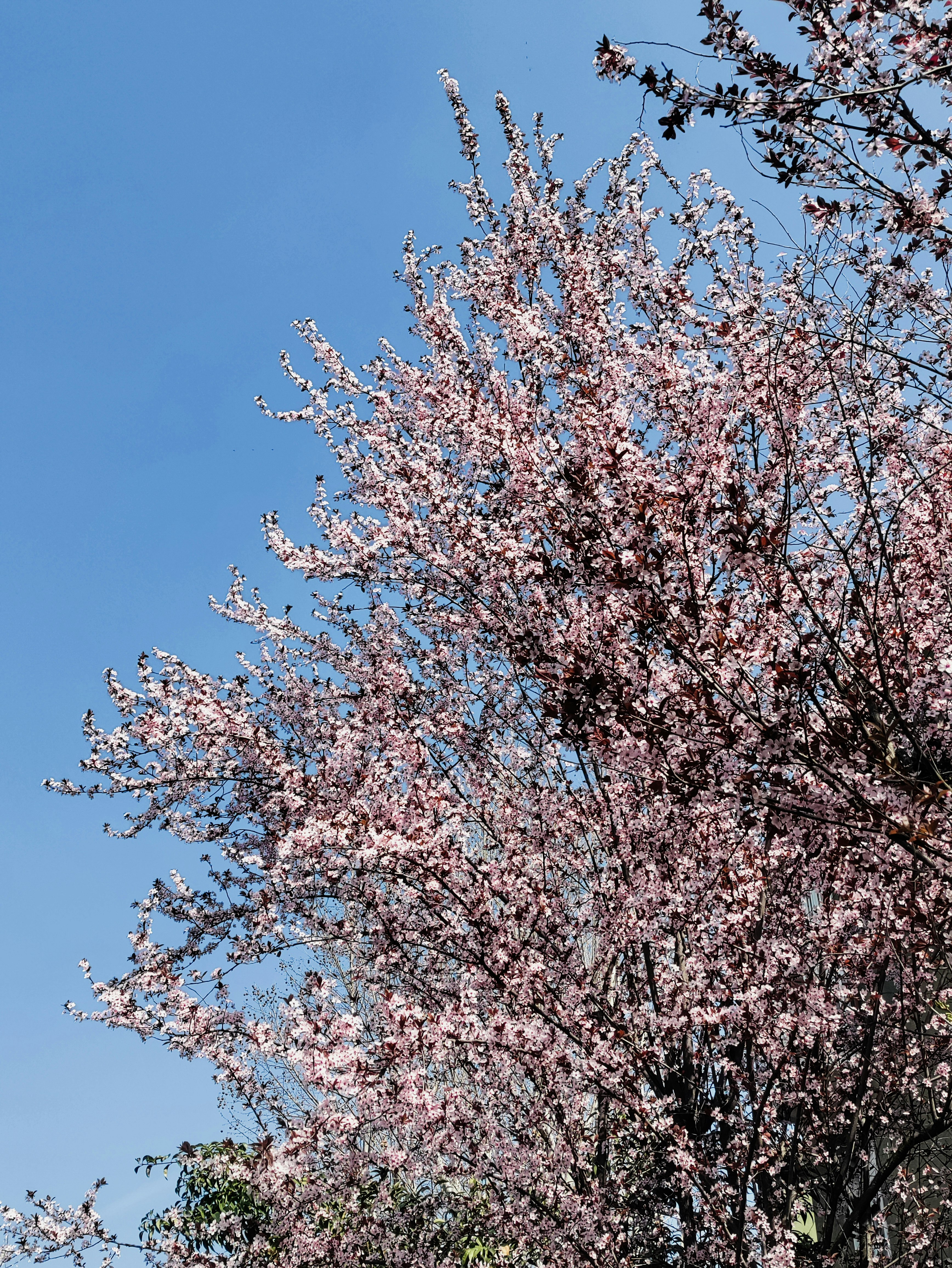 pink cherry blossom tree under blue sky during daytime